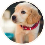 Nala, chiot golden retriever