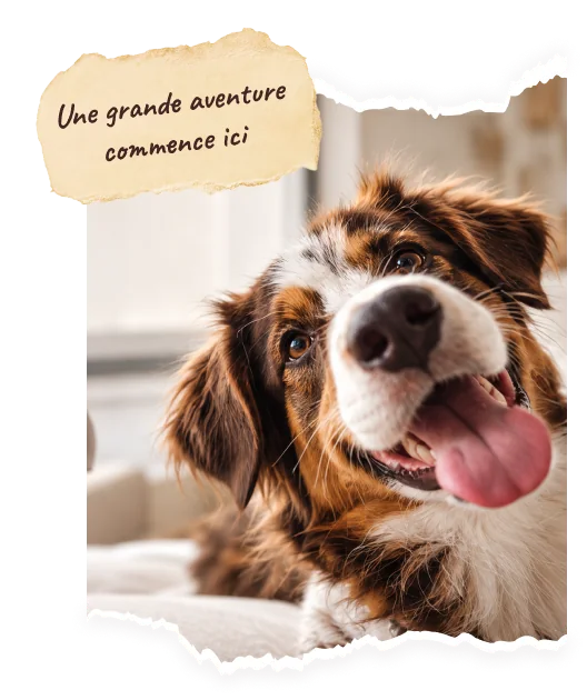 Un chiot berger australien heureux. Note : « Une grande aventure commence ici ».
